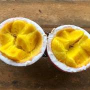 Image result for Landolphia foretiana