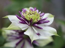 Clematis Viennetta Tm Evipo 006 N Clematis Florida Viennetta Tm Evipo 006 N Baumschule Horstmann Clematis Florida Klematis Baumschule Horstmann
