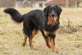 This large breed of dog named after portugal's estrela mountains is believed to be. 15 German Dog Breeds Dachshund Schnauzer Rottweiler And More