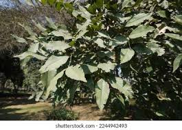 Image result for Spirostachys