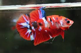 Betta Hmpk Red Koi Galaxy Male Koi Betta Betta Koi