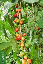 Image result for Catunaregam obovata