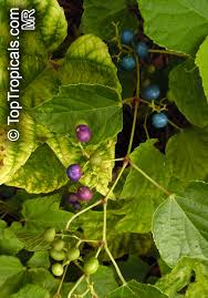 Image result for Vitis