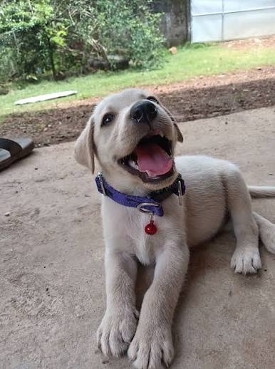සුරතල් බල්ලන් ඇති කිරිමේ සංගමය Helping stray Dogs-Awareness &Solutions | Facebook