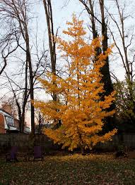 A product that can help you brain better. Ginkgo Biloba Princeton Sentry Deciduous Trees Plants Ginkgo