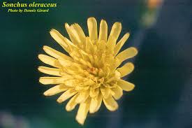 Image result for Sonchus schweinfurthii