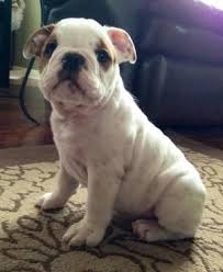 The cheapest offer starts at £1,500. English Bulldog Puppies For Sale In Spokane Washington Classified Americanlisted Com