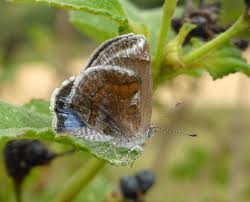 Image result for Artabotrys likimensis