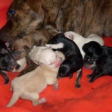 Collection by karen hibshman trump. Pit Bull Puppies From Birth To Six Weeks Pethelpful