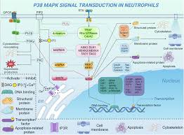 Neutrophil diversity and function in health and disease | Signal  Transduction and Targeted Therapy
