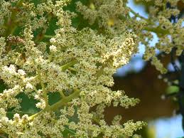 Image result for Pycnosphaera buchananii