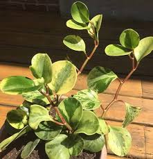 American Baby Rubber Plant Peperomia Obtusifolia Peperomia Plant Rubber Plant Care Plants