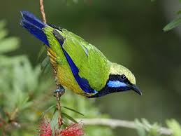 Black Bird With Orange Belly Pin On Bird S