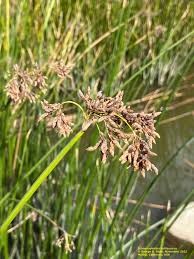 Image result for Schoenoplectus scirpoides