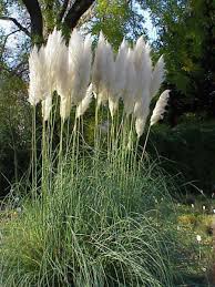 Stop! Don'T Prune That Grass (How To Prune Ornamental Grasses Right) ⋆  North Coast Gardening