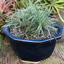 Image result for Ficinia