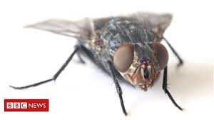 Maybe you would like to learn more about one of these? Why Is It So Hard To Swat A Fly Bbc News