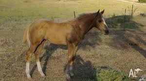 Maybe you would like to learn more about one of these? Golden Palomino Quarter Horse Gelding Yearling For Sale In Blenheim Queensland Classified Australialisted Com