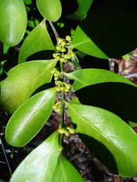 Image result for Suregada