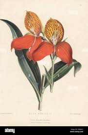 Image result for Disa eminii