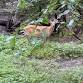 Home School Reign of Deer event image