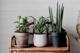 Check spelling or type a new query. 10 Natural Fertilizers For Houseplants Urban Garden Gal