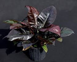 Philodendron Black Cardinal Plants Plants Philodendron Plant Philodendron
