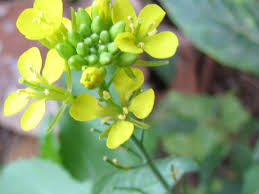 Image result for Brassica juncea