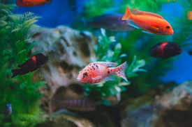Gambar ikan koi di kolam koi. Memandangi Ikan Di Akuarium Itu Terapeutik
