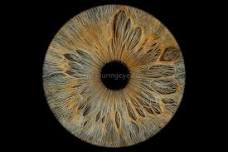 Taunton, Somerset, Iris Eye Photography Pop-Up