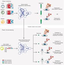 To better understand the differences between cancer cells and normal cells in various aspects, using animal cancer cells as a cancer model is an important subject for humans to. Few Shot Learning Creates Predictive Models Of Drug Response That Translate From High Throughput Screens To Individual Patients Nature Cancer