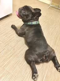 Brindle Black And Brown French Bulldog Pin On French Bulldogs