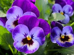 Check spelling or type a new query. Surprising Meaning And Symbolism Of Pansy Flower And Color Florgeous