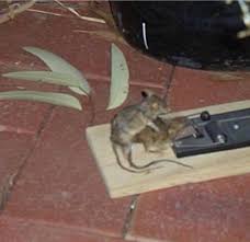 Cursed ratatouille rule34 : rCursed_Images