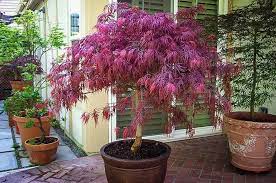 In fact, you can find varieties that grow anywhere from a few feet tall, to 8′ or more in height. Growing Japanese Maples In Pots Plantingtree