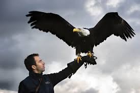 Als presidentskandidaat deed joe biden niet veel harten sneller slaan. Meet Greet Met De Amerikaanse Zeearend Roofvogelboerderij