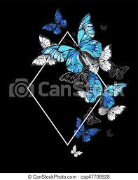 The blue morpho butterfly is a tropical butterfly which is seen in south and central america. Rhombus Butterfly Morpho White Contoured Rhombus Banner With Flying Butterflies Morpho On A Black Background Morpho Canstock
