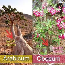 Adenium Obesum Vs Adenium Arabicum What S The Difference Adenium Desert Rose Plant Desert Rose Care