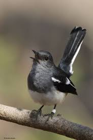 Black Bird With Long Tail India Indian Black Robin Passaros Aves Passaro