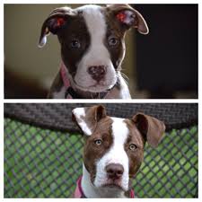 German shorthaired pointer puppies (wlo > clarksville). Pin On Pets And Other Animals