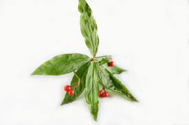 Image result for Myrsinaceae