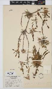 Image result for Geigeria burkei