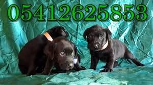 Labrador Irk Ozellikleri Labrador Retriever Labrador Yavrulari Labrador Retrievers