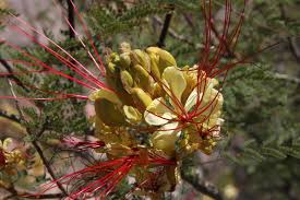 Image result for Erythrostemon gilliesii