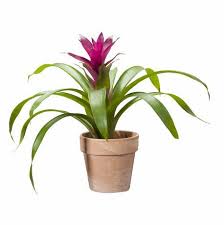 5 In Bromeliad Walmart Ca Indoor Plants Online Bromeliads Indoor Plants