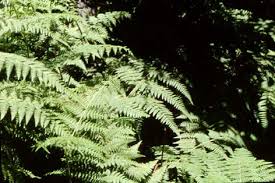 Image result for Dennstaedtiaceae