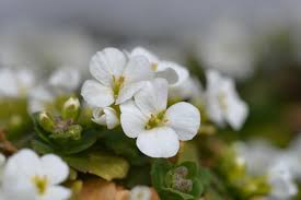 Image result for Arabis