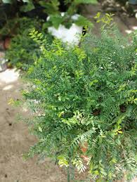 Image result for Phyllanthus ceratostemon