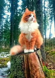 Orange And White Tabby Cat Fluffy Orange Tabby Cat Fluffy Tabby Cat Light Brown Tabby Cat With Blue Eyes Silver And White Pretty Cats Cute Cats Beautiful Cats