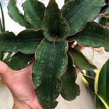 Image result for Sansevieria humiflora